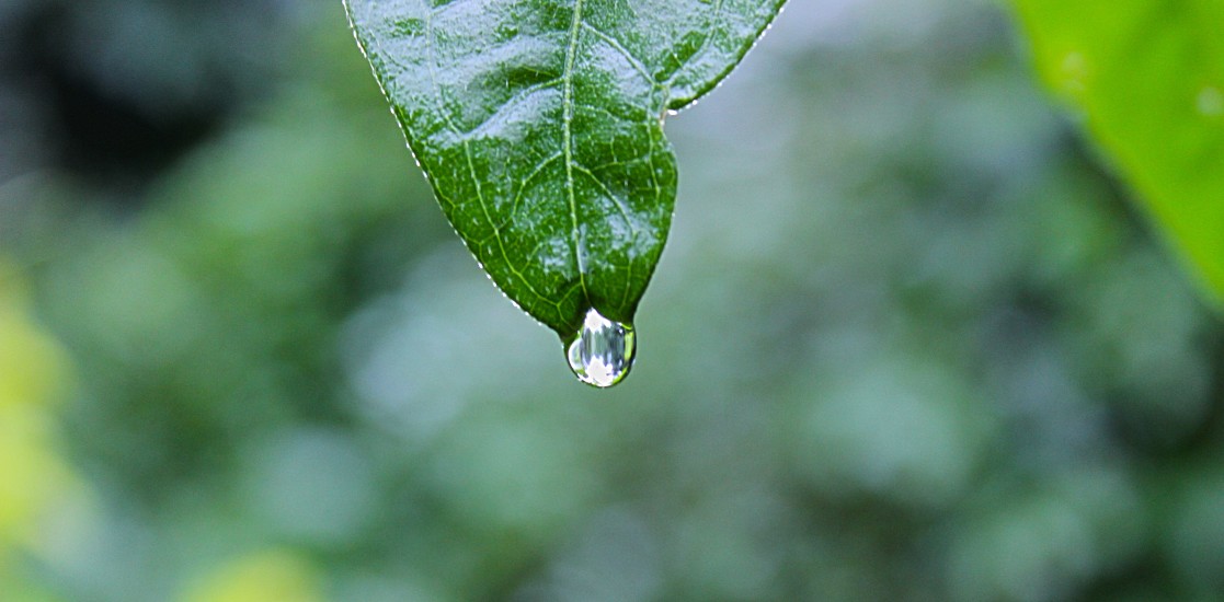 drop-of-water-green-leaf-833-1117x550