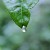 drop-of-water-green-leaf-833-1117×550