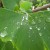 drops-of-water-green-leaf-955-466×350